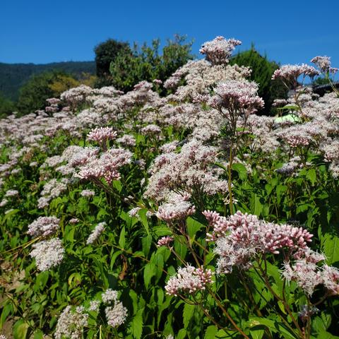 Fujibakama growing in the fields of Oharano.