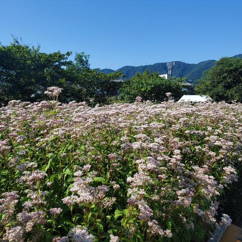 Fujibakama-en in Oharano.