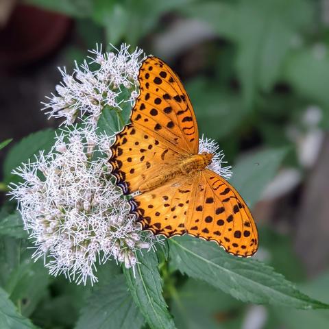 A butterfly supping on a fujibakama flower.