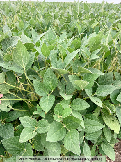 Soy beans. Author: Wikideas1. CC0. https://en.wikipedia.org/wiki/File:Soy_beans.jpg