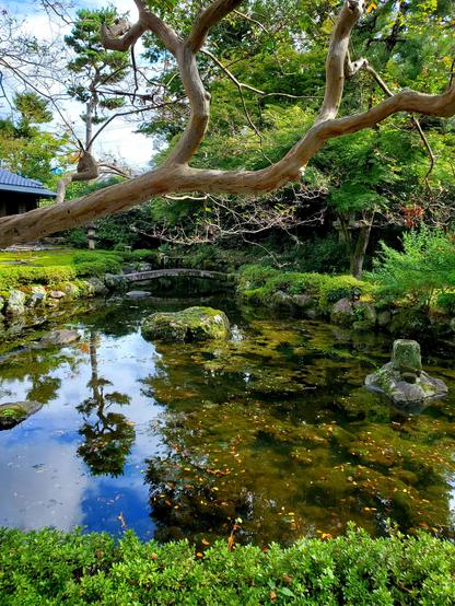 Pond at the Old Mitsui Family Shimogamo Villa (旧三井家下鴨別邸).