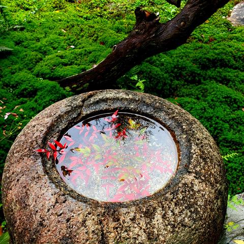 Maple leaves in a purification basin at the Old Mitsui Family Shimogamo Villa (旧三井家下鴨別邸).