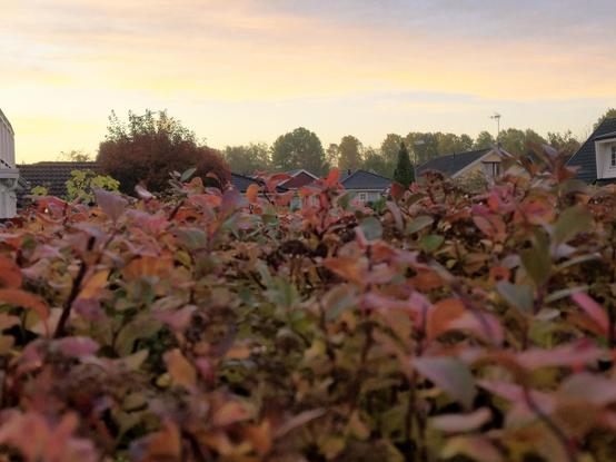 From hedge to suburbs to forest to morning skies.