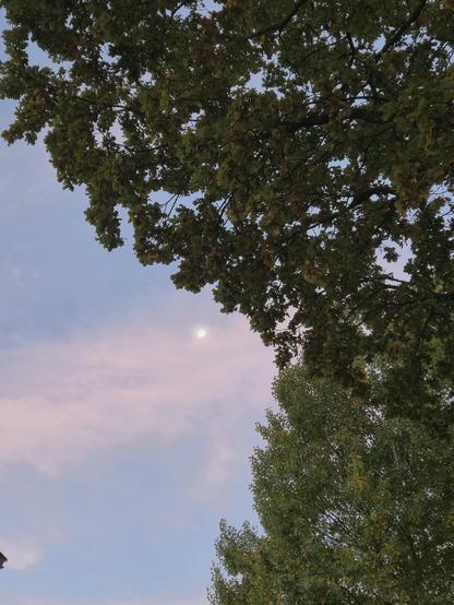 Waning gibbous Moon blob among tree branches and clouds.
