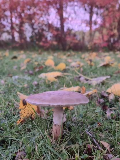 Closeup of a mushroom on lawn with fallen leaves and reddish unfocussed background.