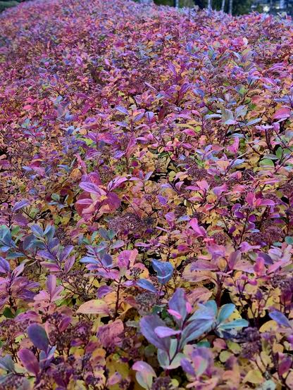 Hedge leaves in red tones.