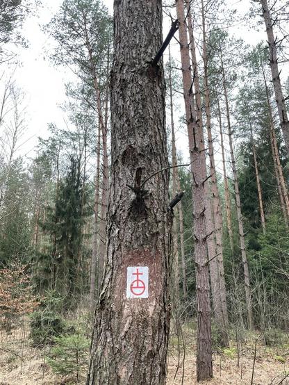 Ein Baum im Wald mit dem Wegzeichen Reichsapfel.