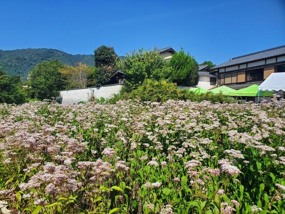 Fujibakama-en in Oharano.