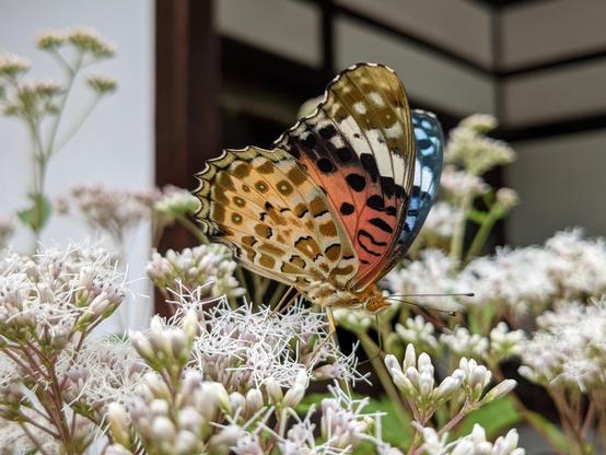Butterfly feeding on fujibakama.