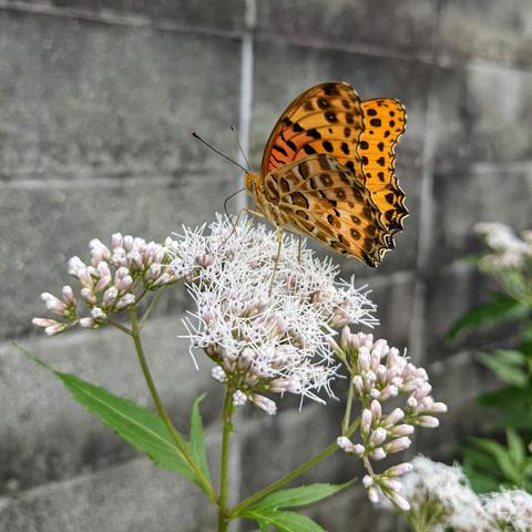 Butterfly feeding on fujibakama.