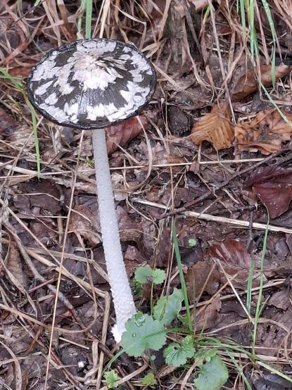 Specht-Tintling (seltener, ungenießbarer, Waldpilz)