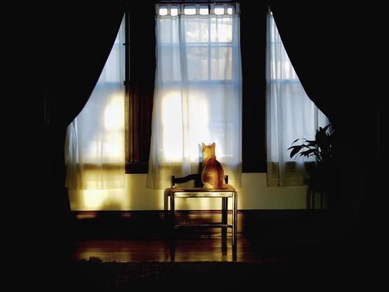 An orange cat sits on a stool, looking out of a window illuminated by soft sunlight. Sheer curtains frame the window, casting gentle shadows in a dimly lit room. A potted plant is visible nearby.