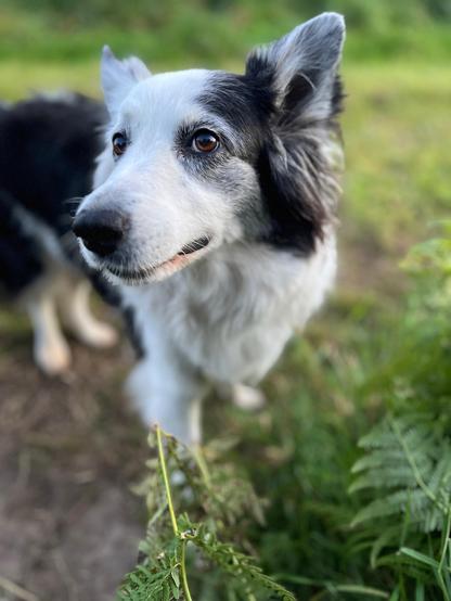Eine schwarz-weiße Border Collie Hündin schaut mit großen Augen in die Kamera. Nur der Kopf ist scharf, der Rest leicht unscharf. Im Hintergrund grün vom Feldweg.