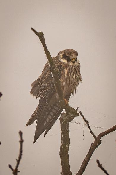An immature Eurasian Hobby sits on a branch of a dead tree. Below, pearl-like droplets of water are visible on cobweb strings. The background is dull fog.