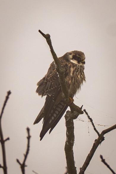 An immature Eurasian Hobby sits on a branch of a dead tree. Below, pearl-like droplets of water are visible on cobweb strings. The background is dull fog.