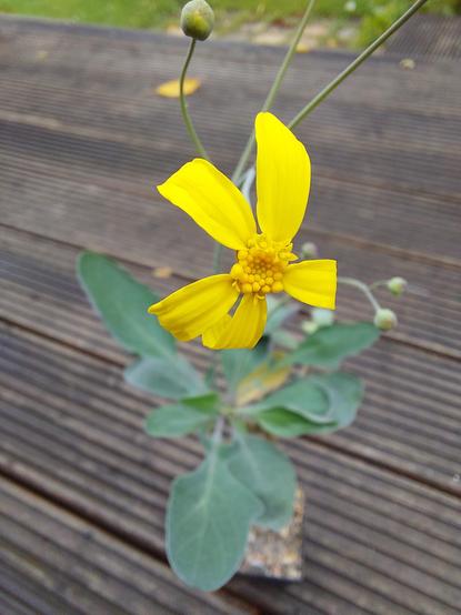 Kräftig gelbe Blüte, die etwas an eine kleine Sonnenblume erinnert. Im Hintergrund ist unscharf die Pflanze abgebildet.
