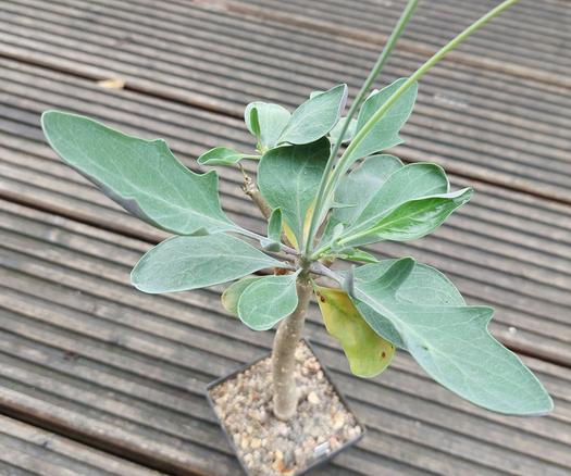 Pflanze mit einem etwa 20 cm langem und auf 1 cm verdickten Trieb in grauer Farbe.
Oben besitzt die Pflanze etwa 10 Blätter in unterschiedliche Größe, bis zu 5 cm Länge. Sie sind leicht gebuchtet, bläulich-grün, an der Unterseite etwas rötlich.