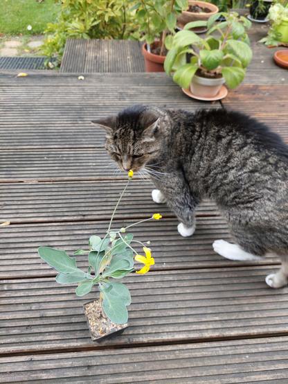 Die ganze Pflanze mit der gelben Blüten und zwei gelben Knospen. Der Blütenstand erhebt sich etwa 15 cm über die Blätter. 
Im Hintergrund eine grau getigerte Katze, die an der Pflanze schnuppert.