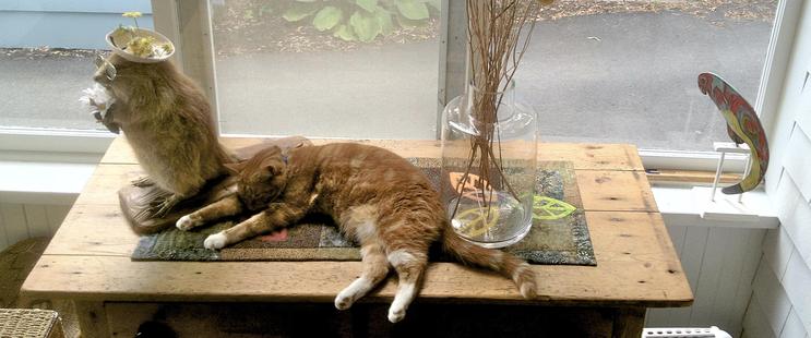 A stuffed beaver with a jaunty hat sits on the top of a wooden cupboard. Next to him is a small ginger cat, a glass vase with arty sticks, all sitting on top of a runner.  On the left is a British painted wartime parrot. Windows provide a background. 