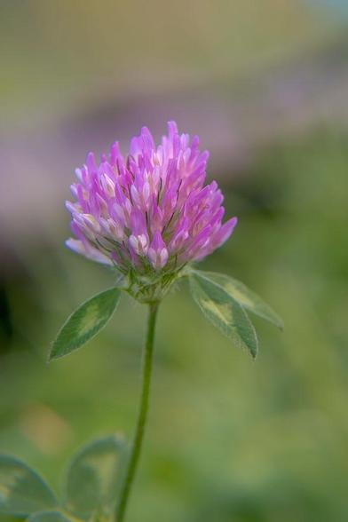 Trèfle violet
Trifolium pratense L.