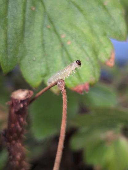 Eine kleine weiße Raupe mit dunkelbraunem Köpfchen streckt sich auf einem Ast in die Höhe. Dahinter ist unscharf ein grünes Blatt zu sehen. 