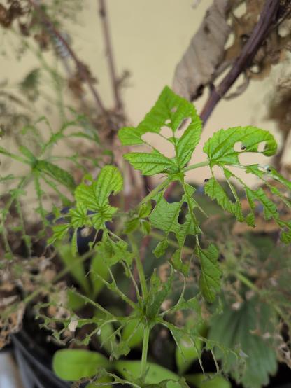 Ein sehr zerfressenes, noch grünes Himbeerblatt, von dem teilweise nur noch die Blattadern übrig sind. 