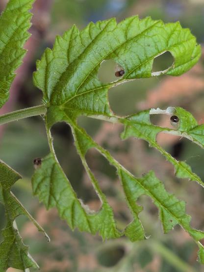 Eines der abgefressenen Blätter. Aus drei Löchern schauen kleine Raupenköpfe heraus. 