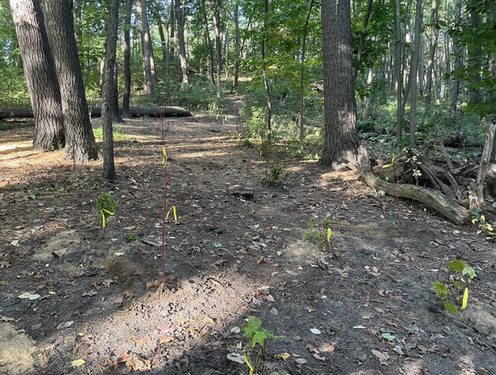 New plants in the ground