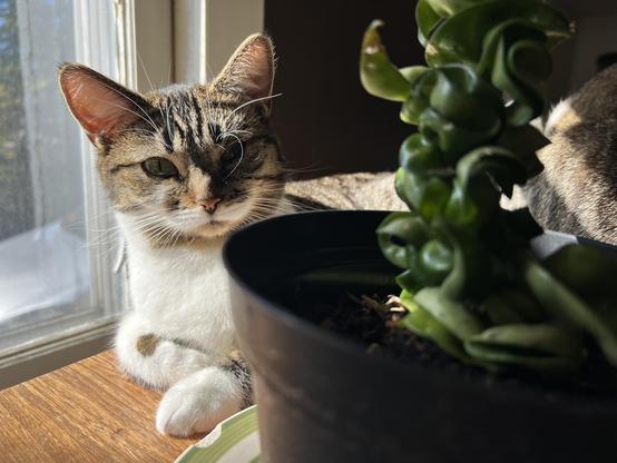 Brown and white tabby cat sitting, half-loafed, on a kitchen table by a window in the sun. A succulent in a plant pot sits in the foreground.