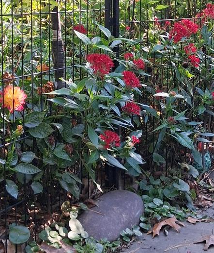 Dahlia and pentas in a garden setting