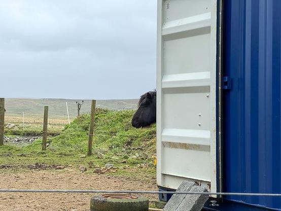 Shetland pony Waffle in container