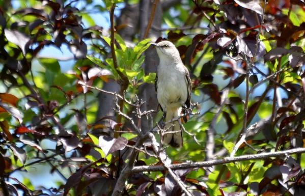 Northern mockingbird