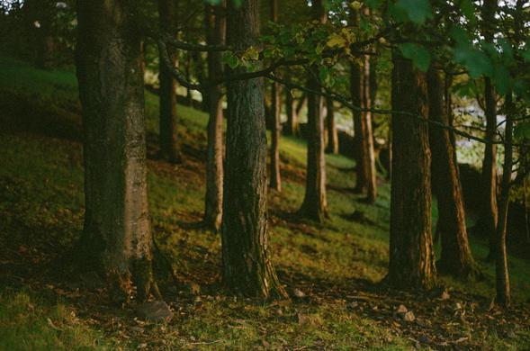 A number of trees on an incline, mostly dark, illuminated thinly by the last golden rays of sunlight.