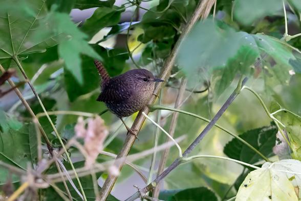 This little wren was bouncing around my pond and waterfalls. They're fast little birds!