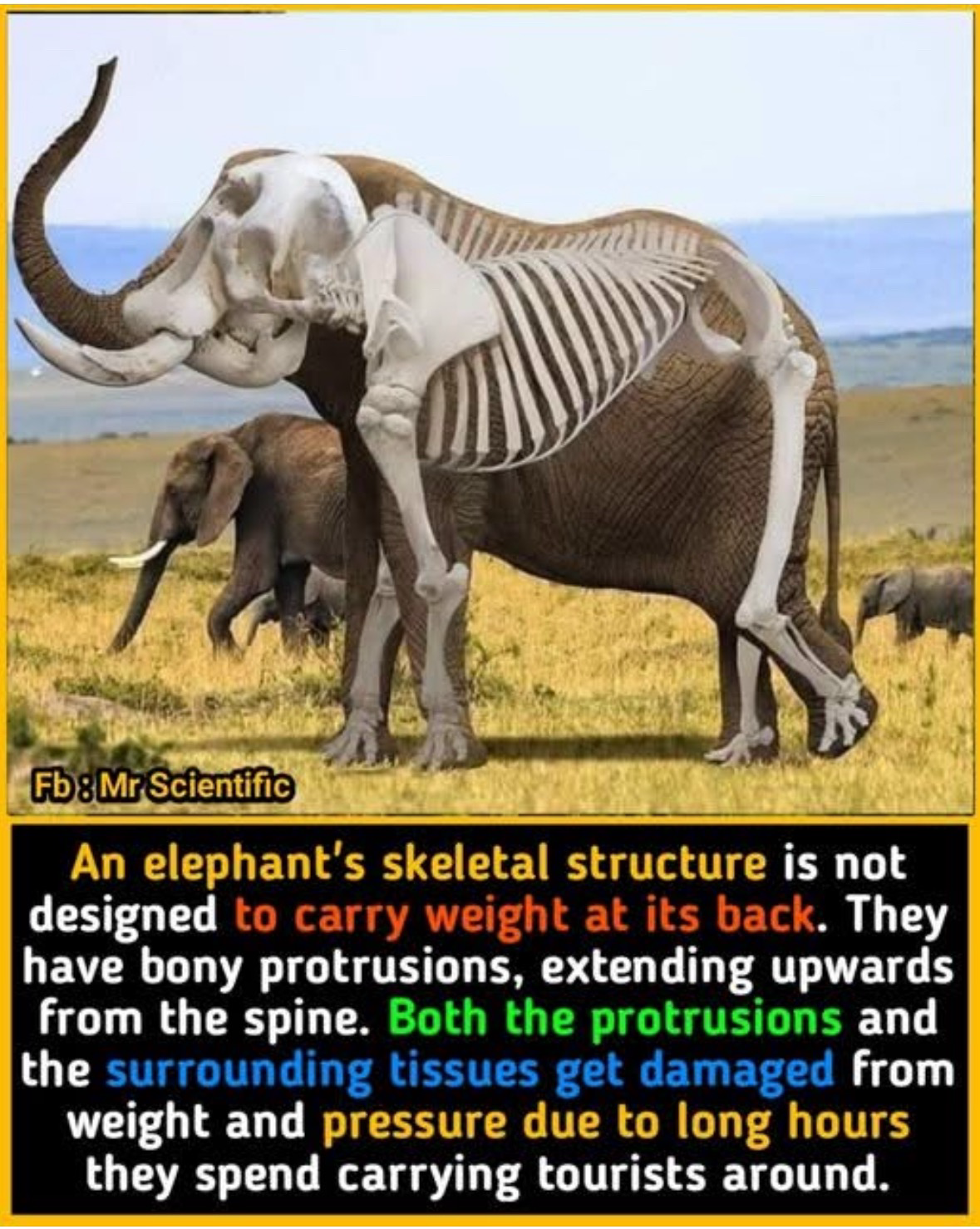 Text: An elephant's skeletal structure is not designed to carry weight at its back. They have bony protrusions, extending upwards from the spine. Both the protrusions and the surrounding tissues get damaged from weight and pressure due to long hours they spend carrying tourists around. Picture: elephants’ skeletal structure ,