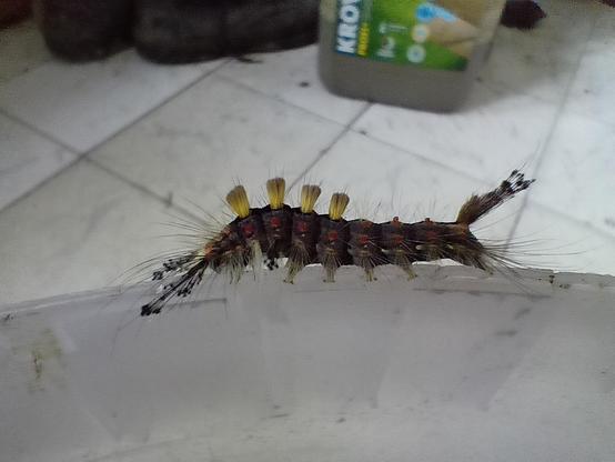 A close-up photo of a caterpillar sitting on the rim of a white bucket. It is black, with red spots out of which thin bristles come out. More thick bristles can be seen on top of it. There are four of them and they are short and yellow. On what I assume is its head, it has two longer black-and-white bristles. On its butt, there is another thicker set of long bristles, which looks like a tail.