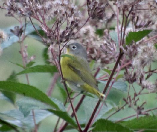 A small bird with a gray head and a bright white eye ring, yellow breast and olive green back a little darker on the wings. It is perched in a light lavender/magenta Joe Pye weed inflorescence and is eying the camera in an annoyed way. Poor thing probably just flew hundreds of miles and people won't leave it alone!