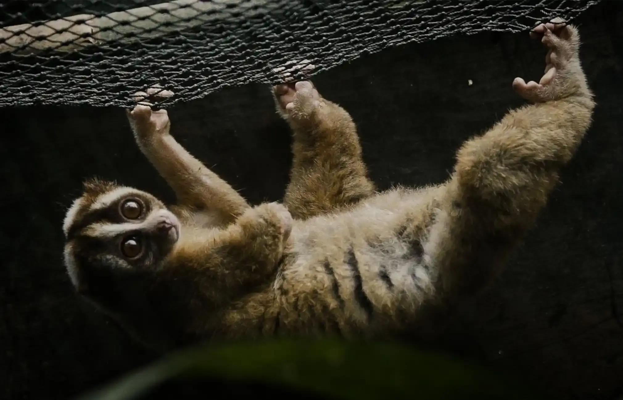 Slow loris with an amputated foreleg in a cage.
