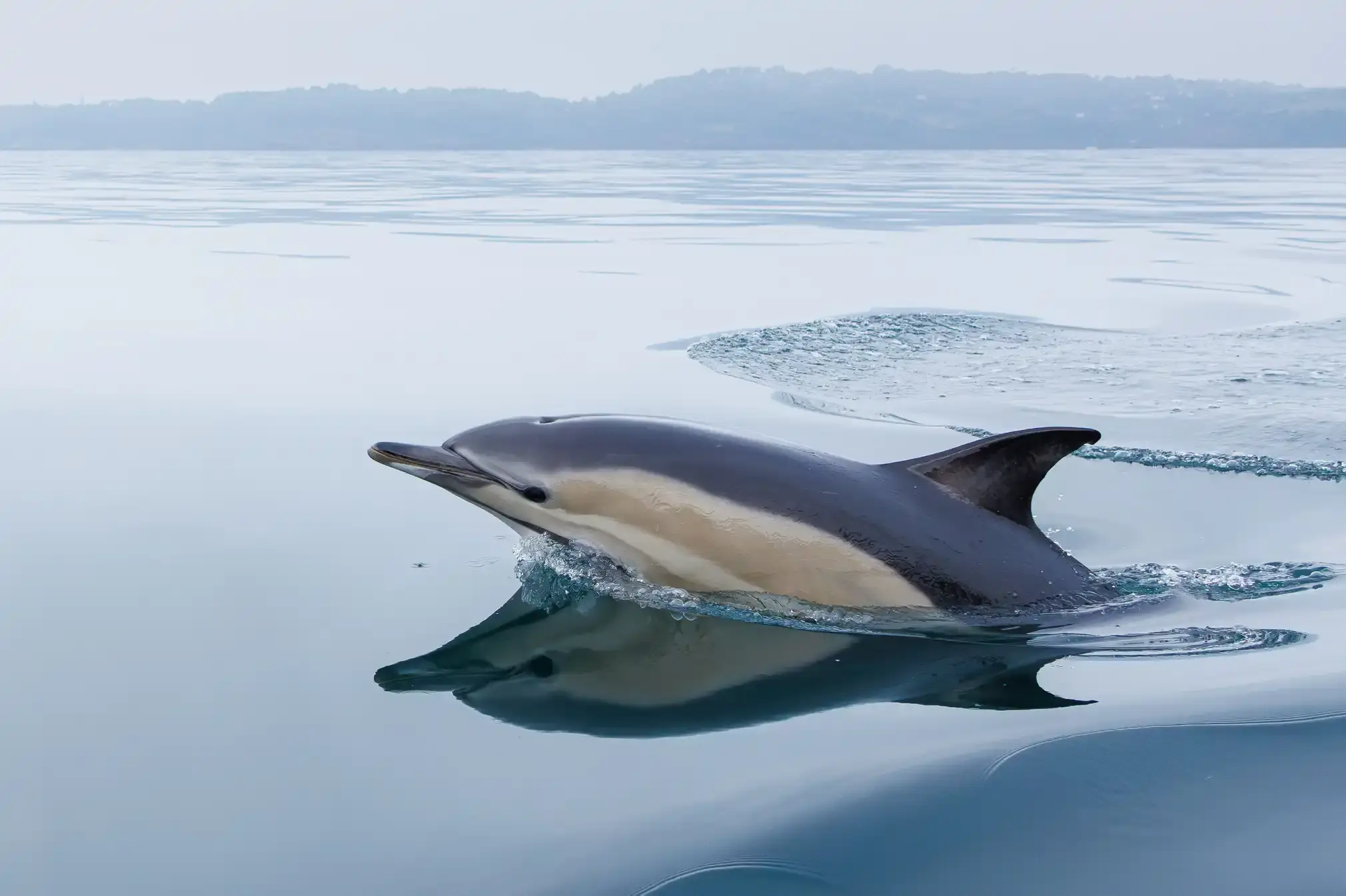 A breaching dolphin is reflected in the water.