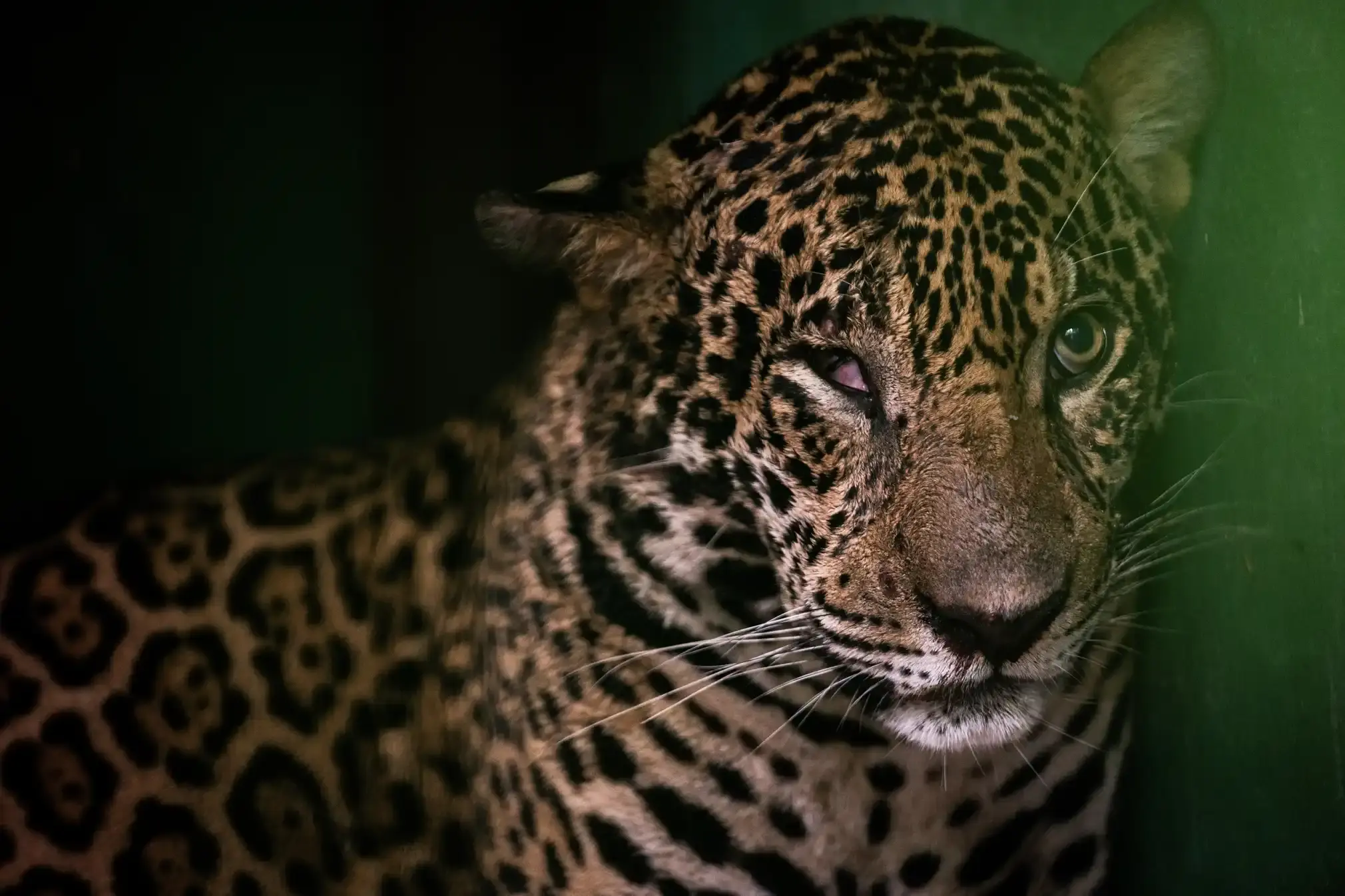 A badly wounded jaguar rests after being rescued from the Negro River.