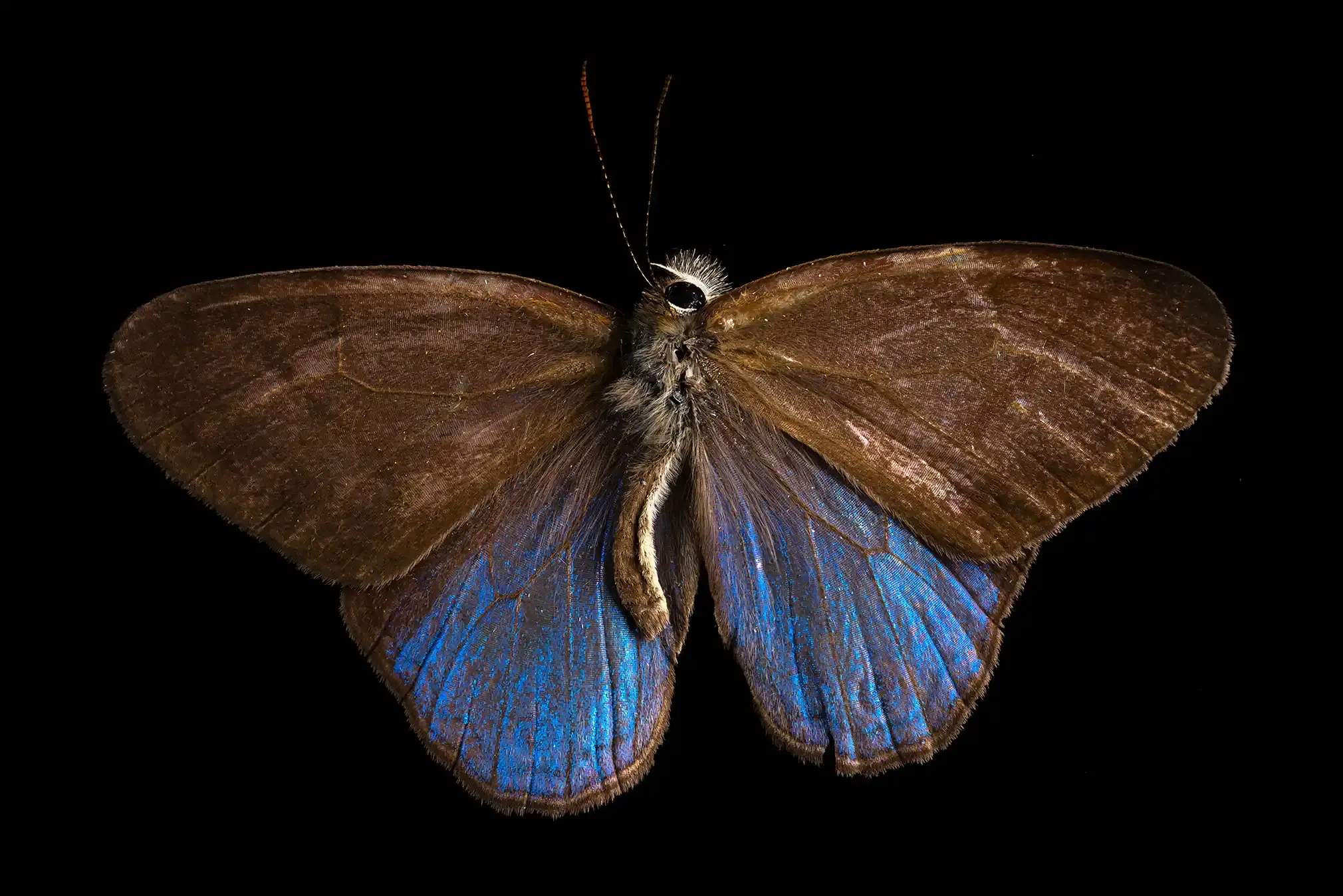 Blue-topped satyr butterfly, mostly brown.