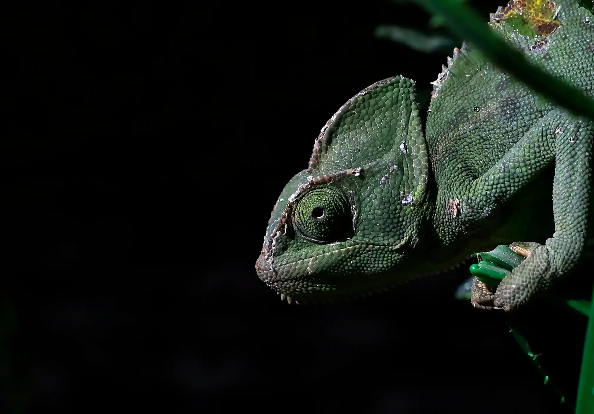 A veiled green chameleon crawls on leaves.