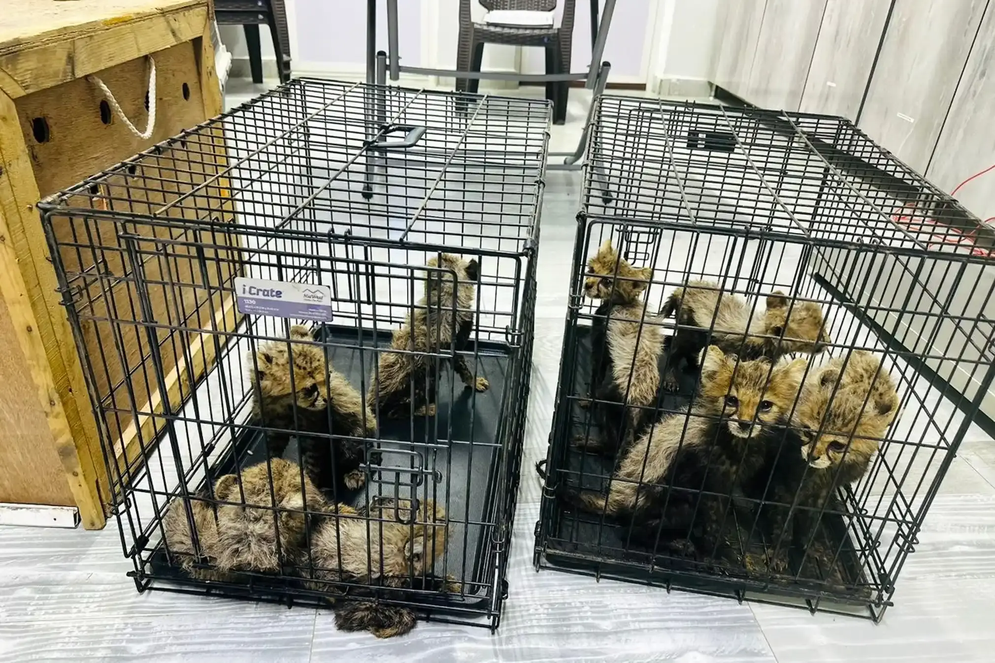 Rescued cheetah cubs in cages.