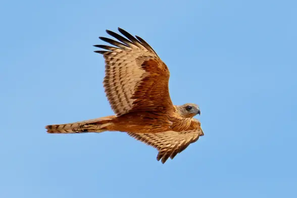 A stunning red goshawk in flight.