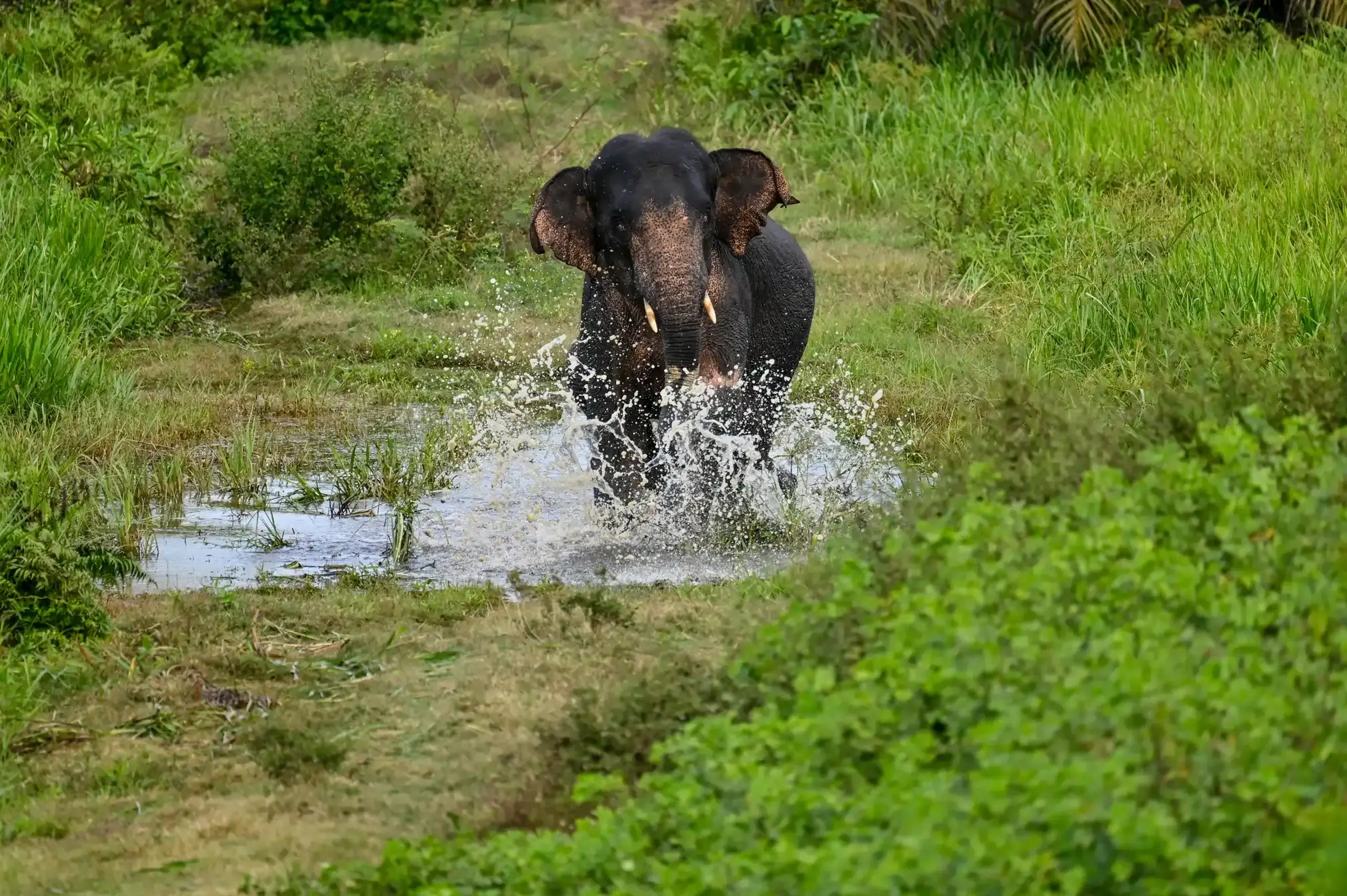 A male Sumatran elephant runs through a puddle.
