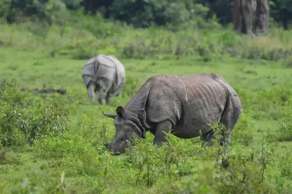A one-horned rhinoceros grazes at Kaziranga national park, Assam.