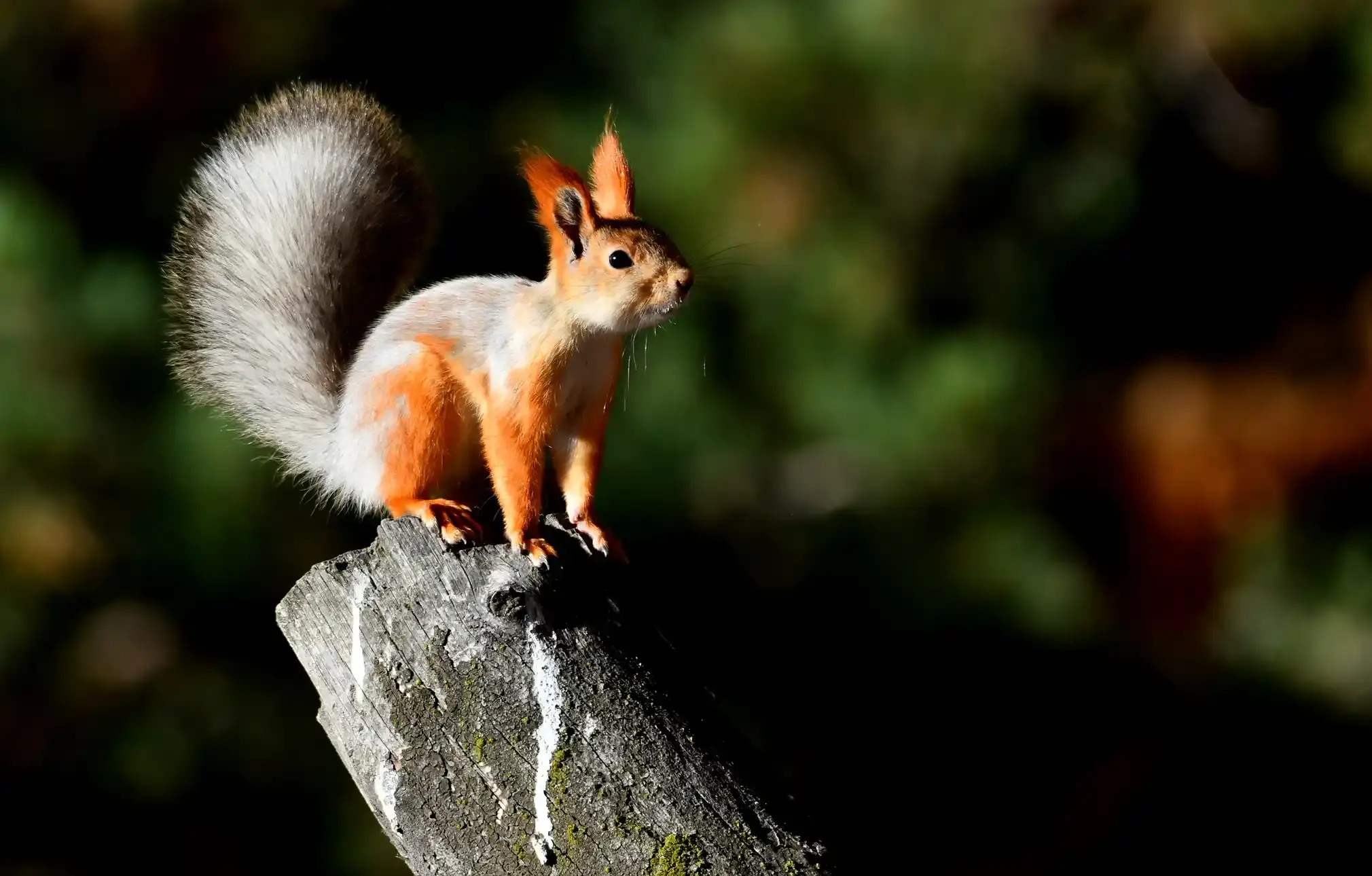 A red squirrel with a white bushy tail sits on a stump.