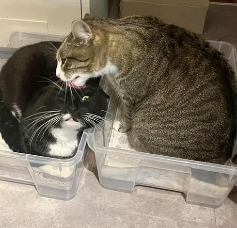 Zwei Katzen sitzen in identischen transparenten Plastekisten. Die rechte, braungetigerte putzt die linke, schwarz-weiße. Diese hat ein Auge fest zugekniffen, das andere geöffnet.