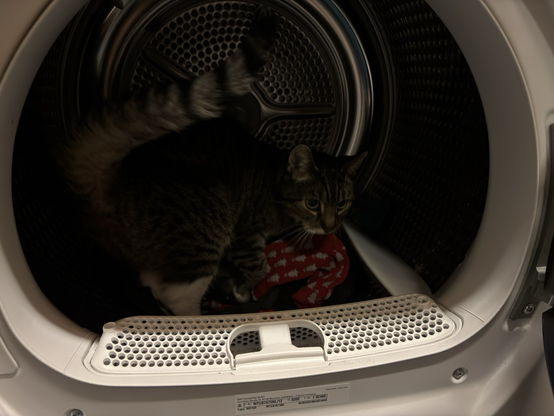 cat in the dryer 