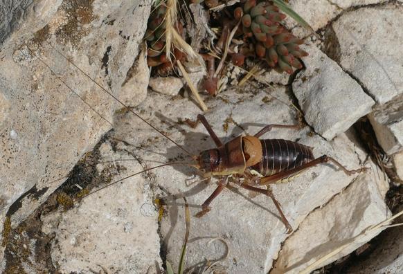 Auf einem felsigen Untergrund sitzt eine Grille mit sehr langen Fühlern. Sie ist braun und hat einen orangen Nackenschild.